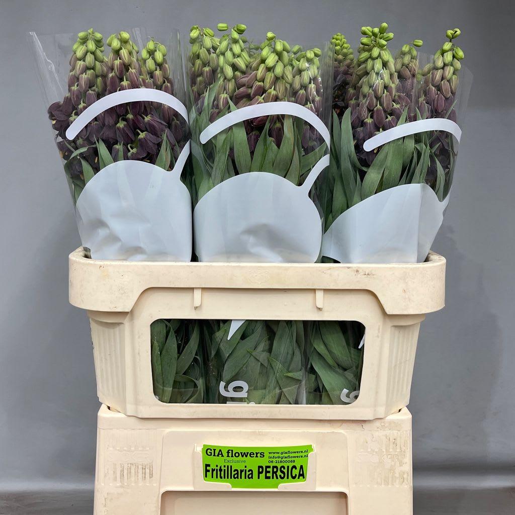 Срезанные цветы оптом Fritillaria persica от 30шт из Голландии с доставкой по России