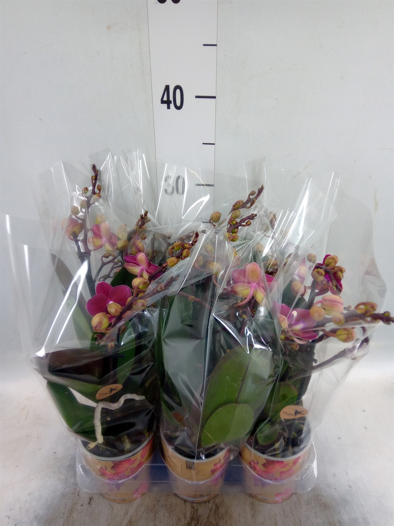 Горшечные цветы и растения оптом Phalaenopsis Multi.   ...red от 6шт (для телеги) из Голландии с доставкой по России