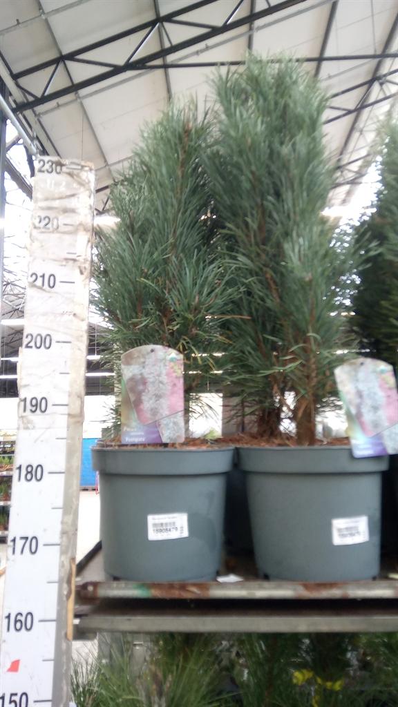 Горшечные цветы и растения оптом Pinus Sylvestris fastigiata от 1шт из Голландии с доставкой по России