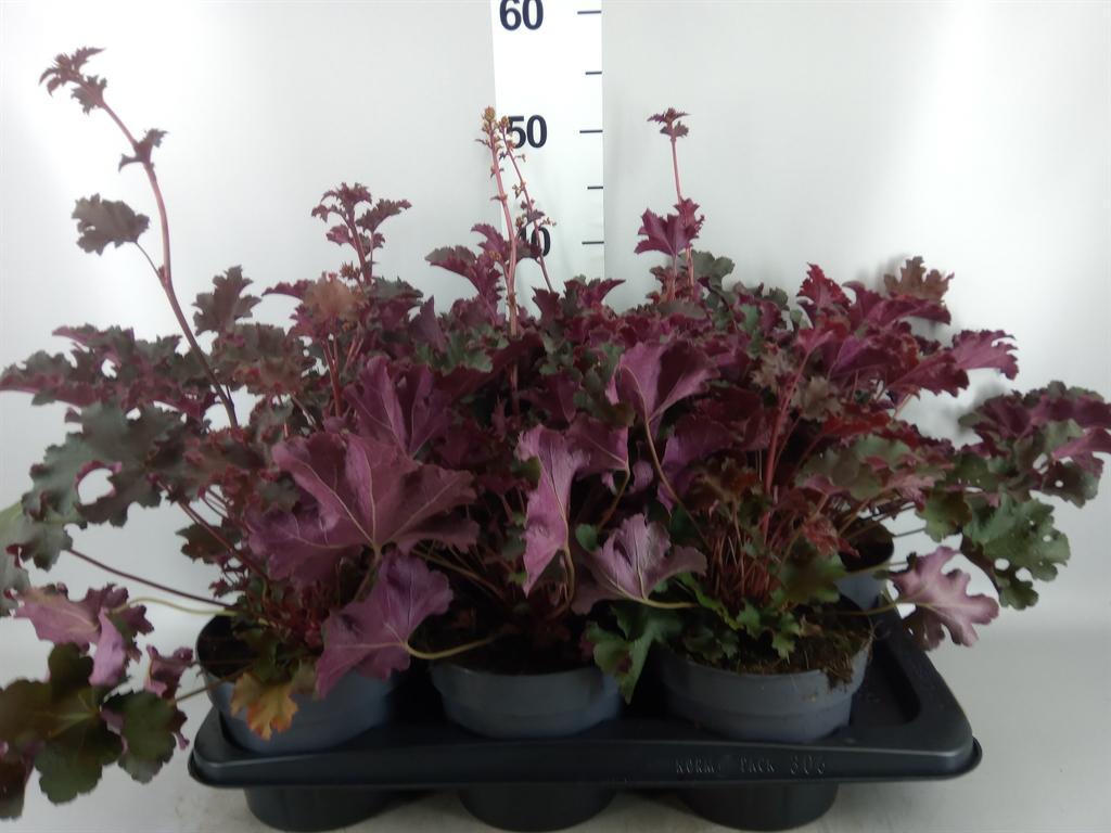 Горшечные цветы и растения оптом Heuchera purple Petticoats от 6шт из Голландии с доставкой по России