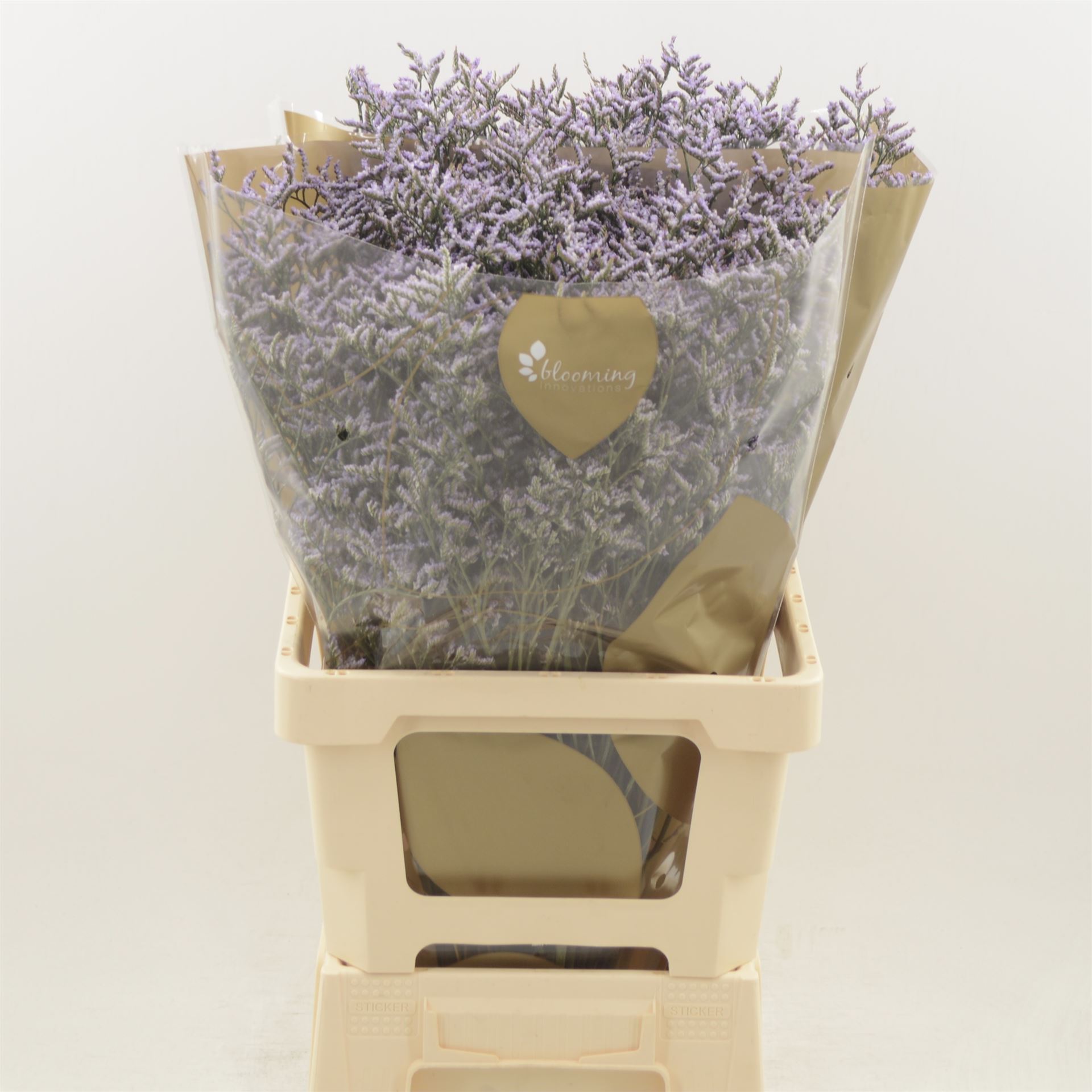 Срезанные цветы оптом Limonium safora lilac от 50шт из Голландии с доставкой по России