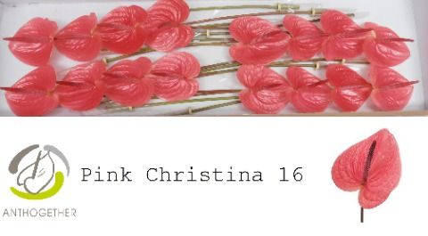 Срезанные цветы оптом Anthurium pink christina от 16шт из Голландии с доставкой по России