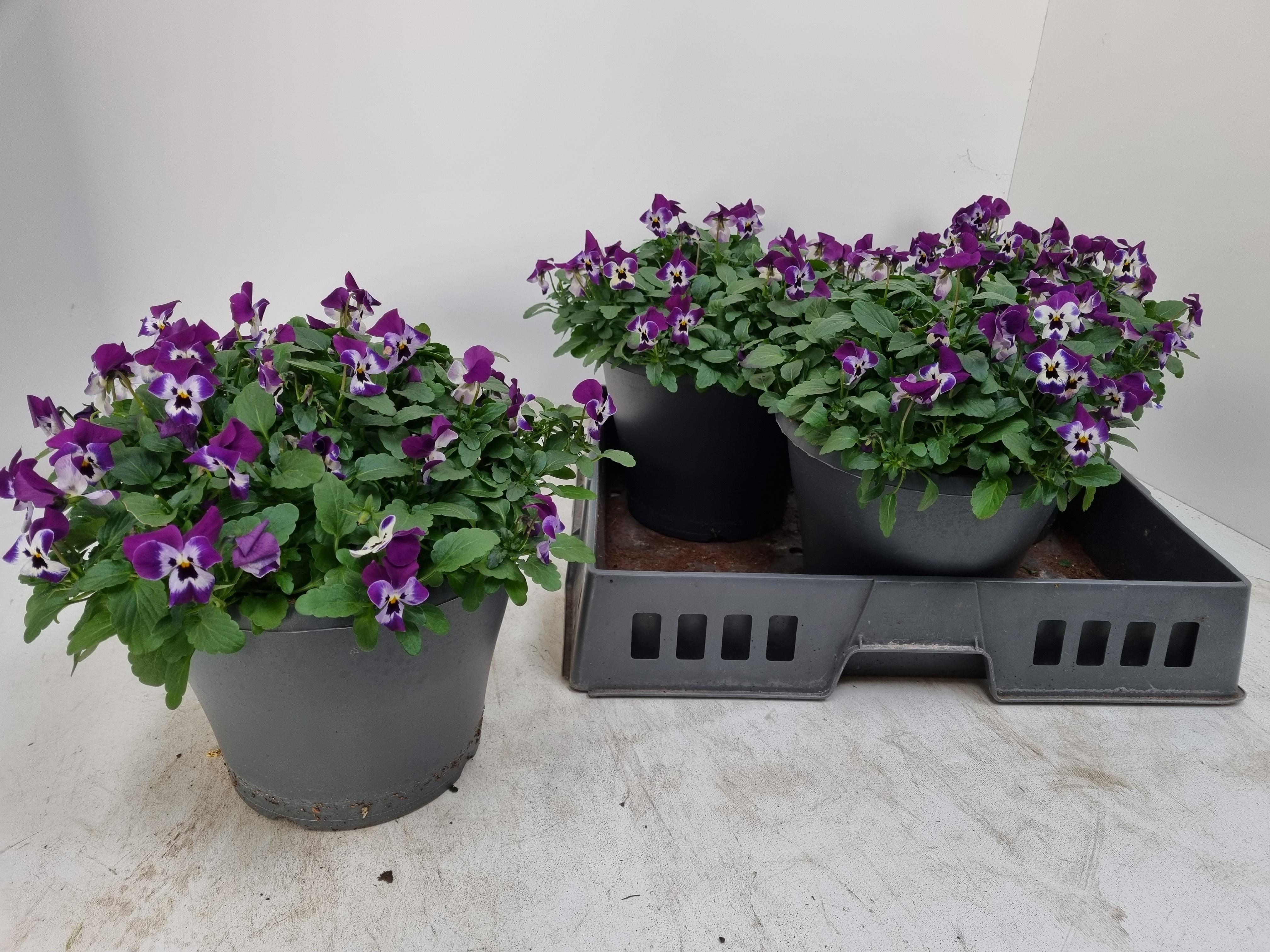 Горшечные цветы и растения оптом Vio Co Em Purpl Face от 3шт из Голландии с доставкой по России