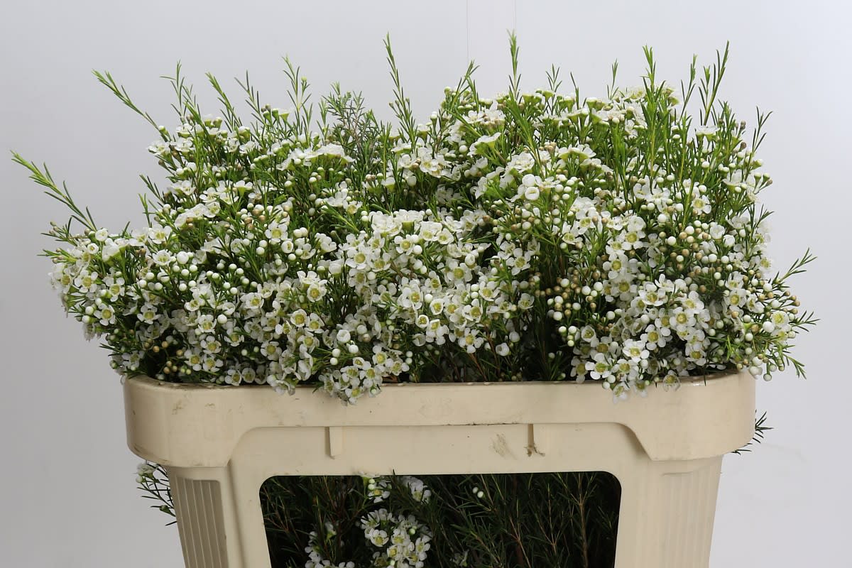 Срезанные цветы оптом Chamelaucium arbel от 50шт из Голландии с доставкой по России