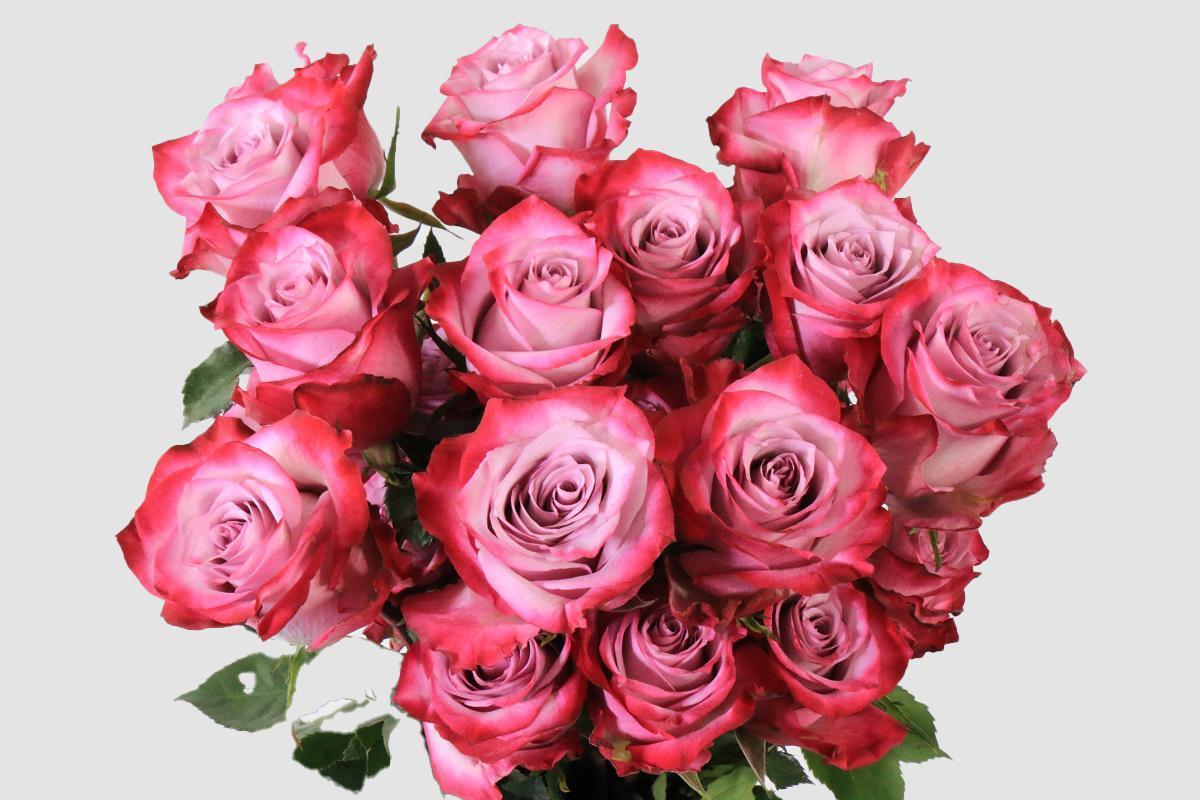 Срезанные цветы оптом Rosa ec deep purple от 125шт из Голландии с доставкой по России