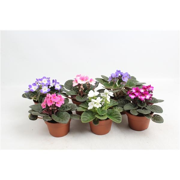 Горшечные цветы и растения оптом Saintpaulia Mix от 6шт (для телеги) из Голландии с доставкой по России Горшечные цветы и растения оптом Saintpaulia Mix от 6шт (для телеги) из Голландии с доставкой по России