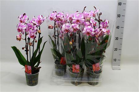 Горшечные цветы и растения оптом Phal Magic Art 2 Br 16+ от 6шт из Голландии с доставкой по России