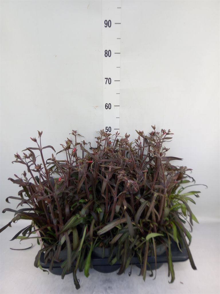 Горшечные цветы и растения оптом Silene   ... от 6шт из Голландии с доставкой по России