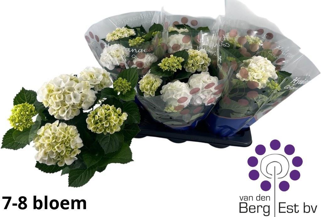 Горшечные цветы и растения оптом Hydr M Ice Girl от 6шт из Голландии с доставкой по России