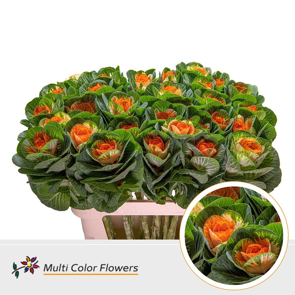 Срезанные цветы оптом Brassica paint naturel + orange eye от 30шт из Голландии с доставкой по России