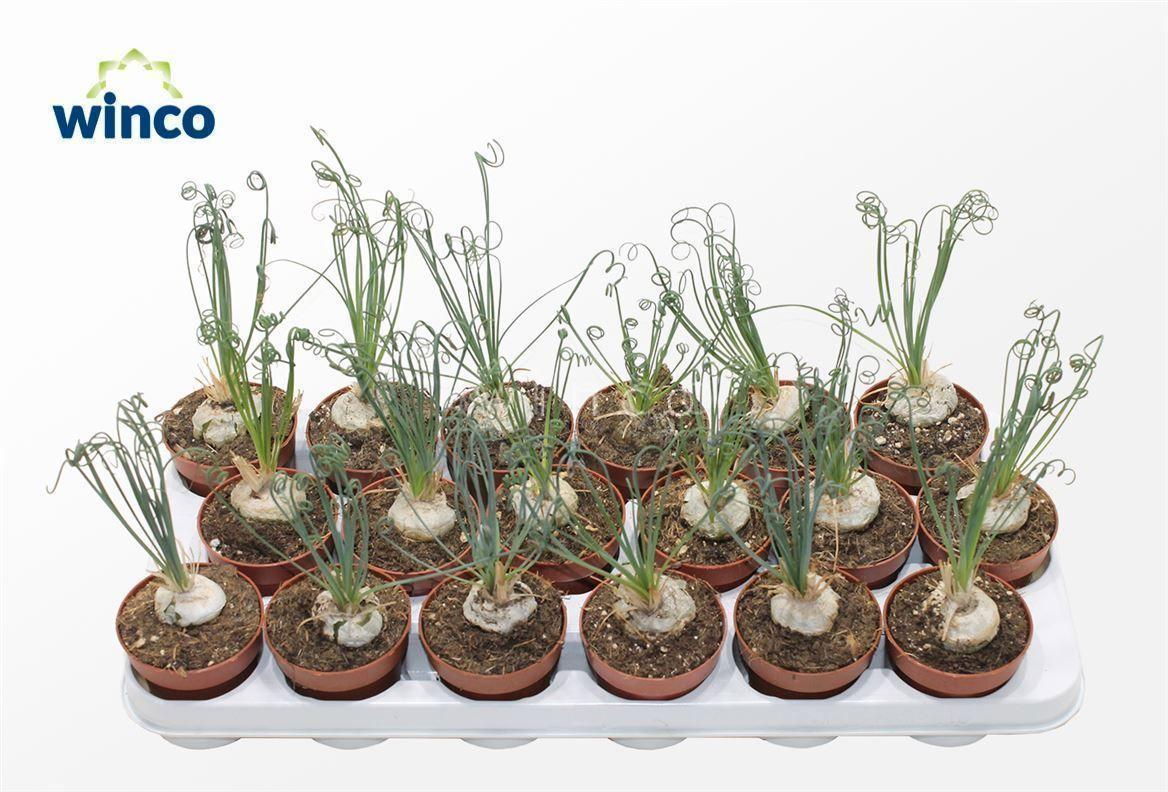 Горшечные цветы и растения оптом Albuca  Friz Sizzle от 18шт (для телеги) из Голландии с доставкой по России