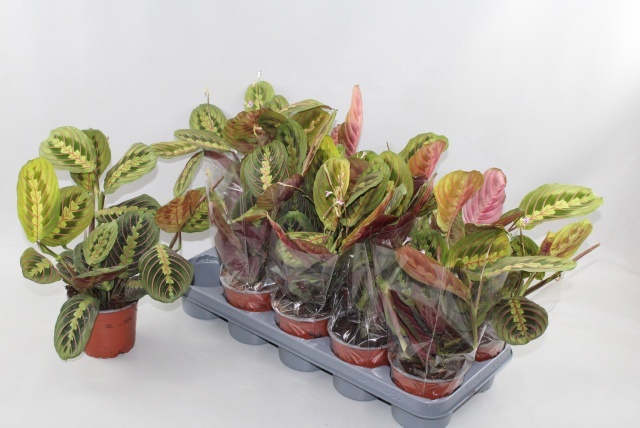 Горшечные цветы и растения оптом Maranta Fascinator от 10шт из Голландии с доставкой по России