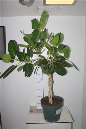 Горшечные цветы и растения оптом Ficus Beng Audrey Twister Stam от 1шт из Голландии с доставкой по России
