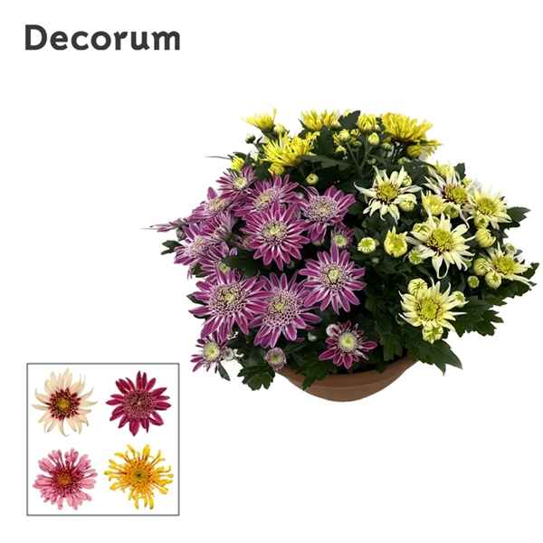 Горшечные цветы и растения оптом Chrys Anemona Carnaval (decorum) от 1шт из Голландии с доставкой по России