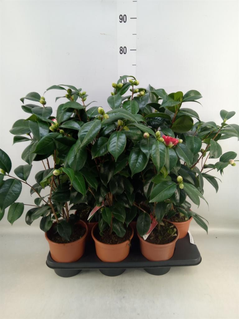 Горшечные цветы и растения оптом Camellia Japonica от 6шт из Голландии с доставкой по России