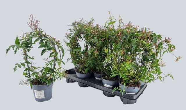 Горшечные цветы и растения оптом Jasm Polyanthum Wit от 9шт из Голландии с доставкой по России