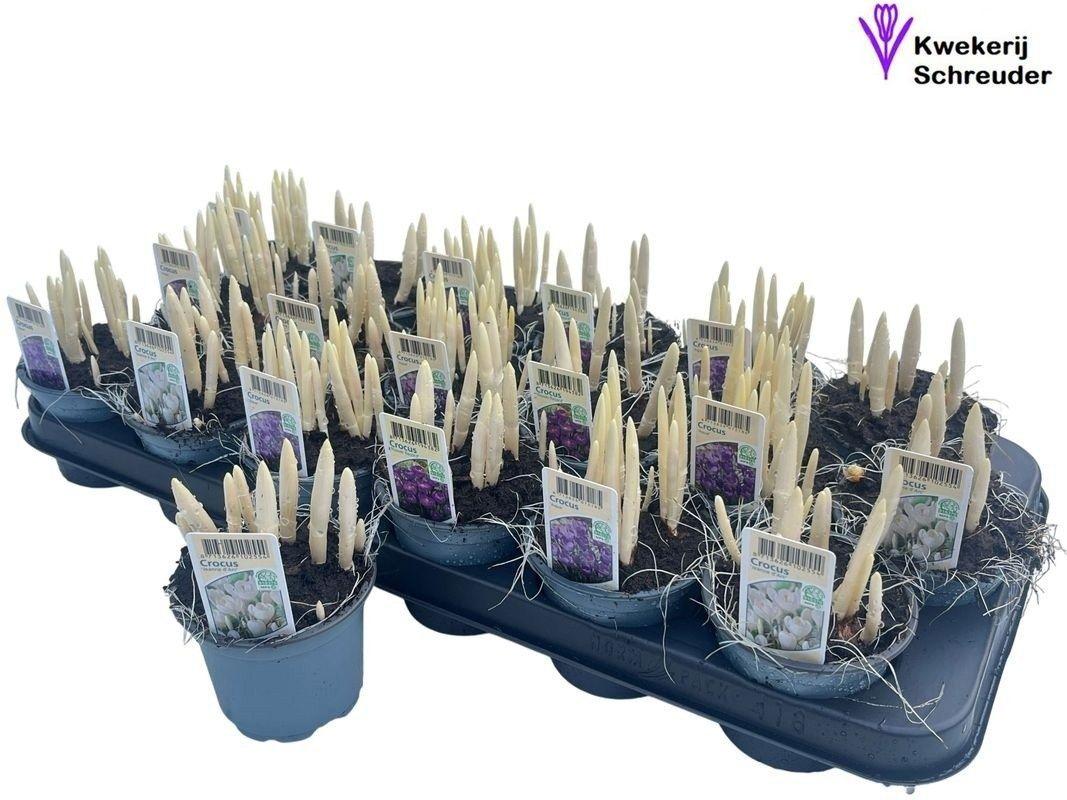 Горшечные цветы и растения оптом Crocus Gem от 18шт (для телеги) из Голландии с доставкой по России