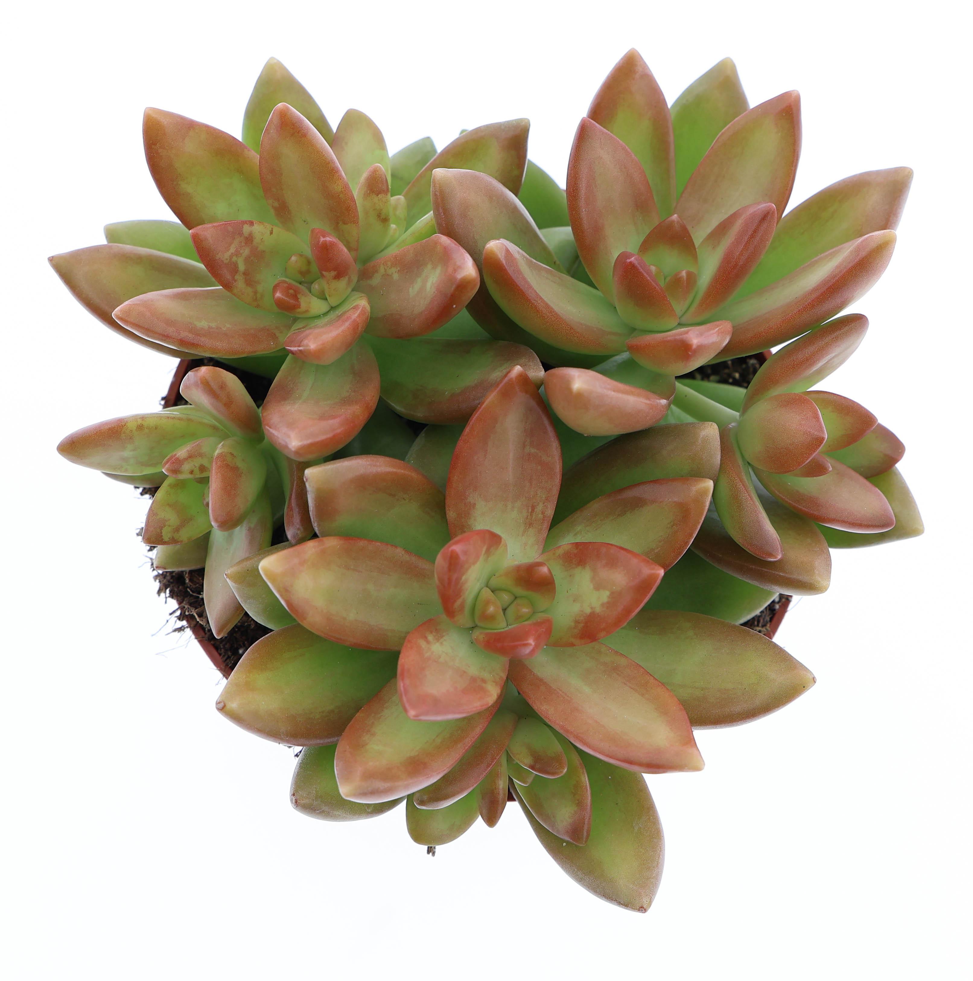 Горшечные цветы и растения оптом Sedum Nussbaumerianum от 8шт из Голландии с доставкой по России
