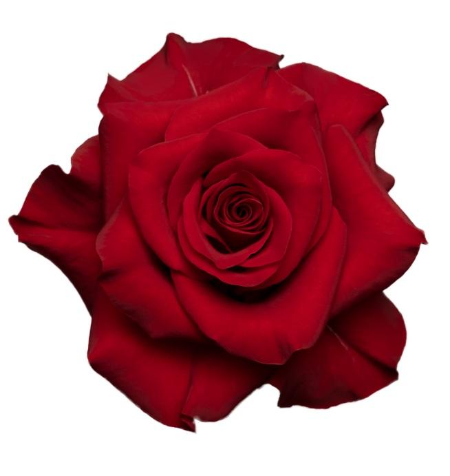 Срезанные цветы оптом Rosa ec mamma mia от 100шт из Голландии с доставкой по России