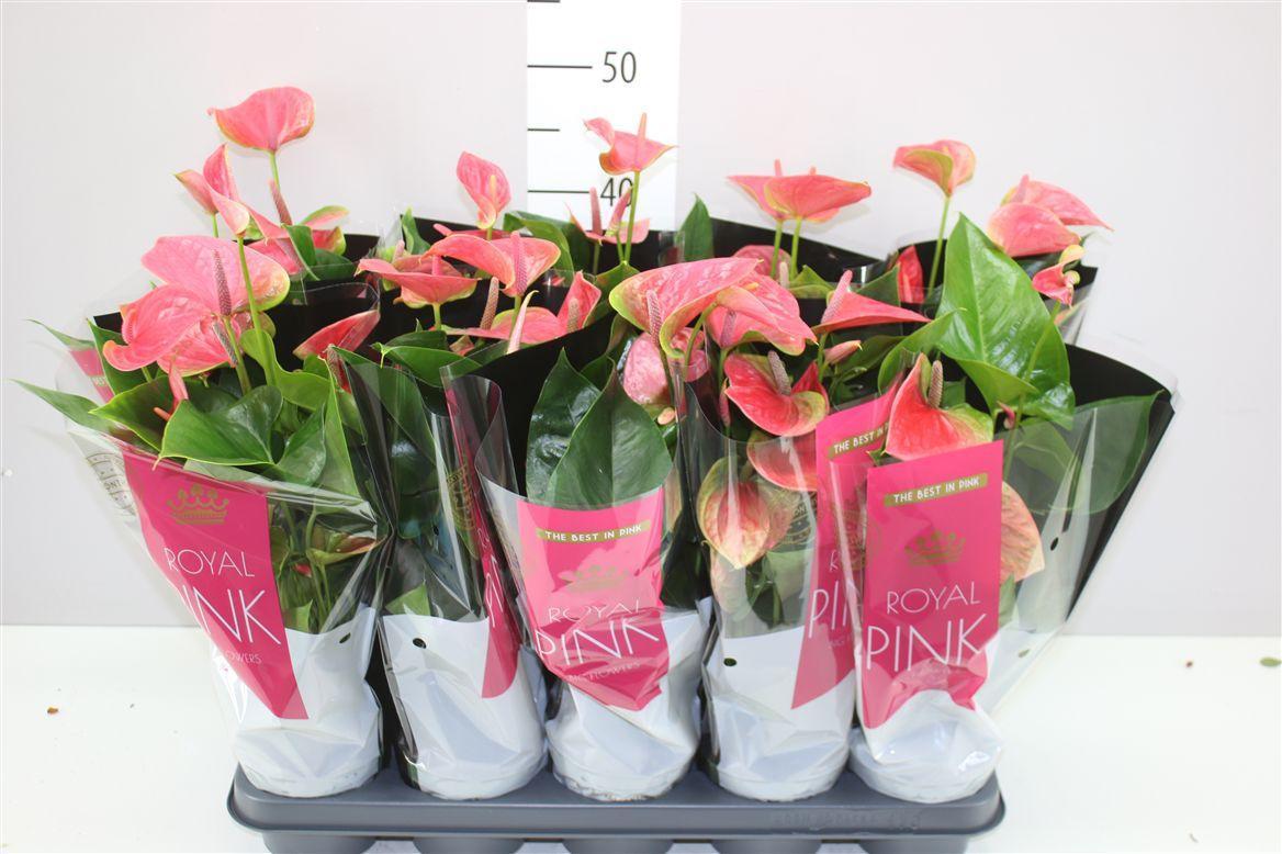 Горшечные цветы и растения оптом Anth An Roze от 10шт из Голландии с доставкой по России