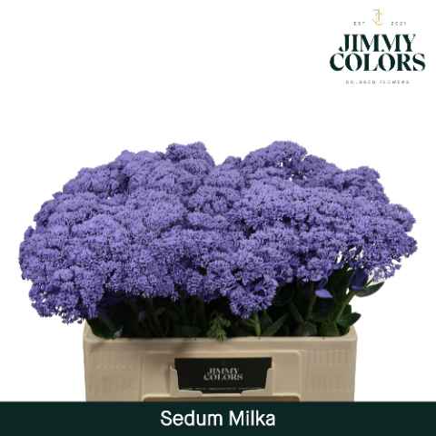 Срезанные цветы оптом Sedum paint milka от 25шт из Голландии с доставкой по России