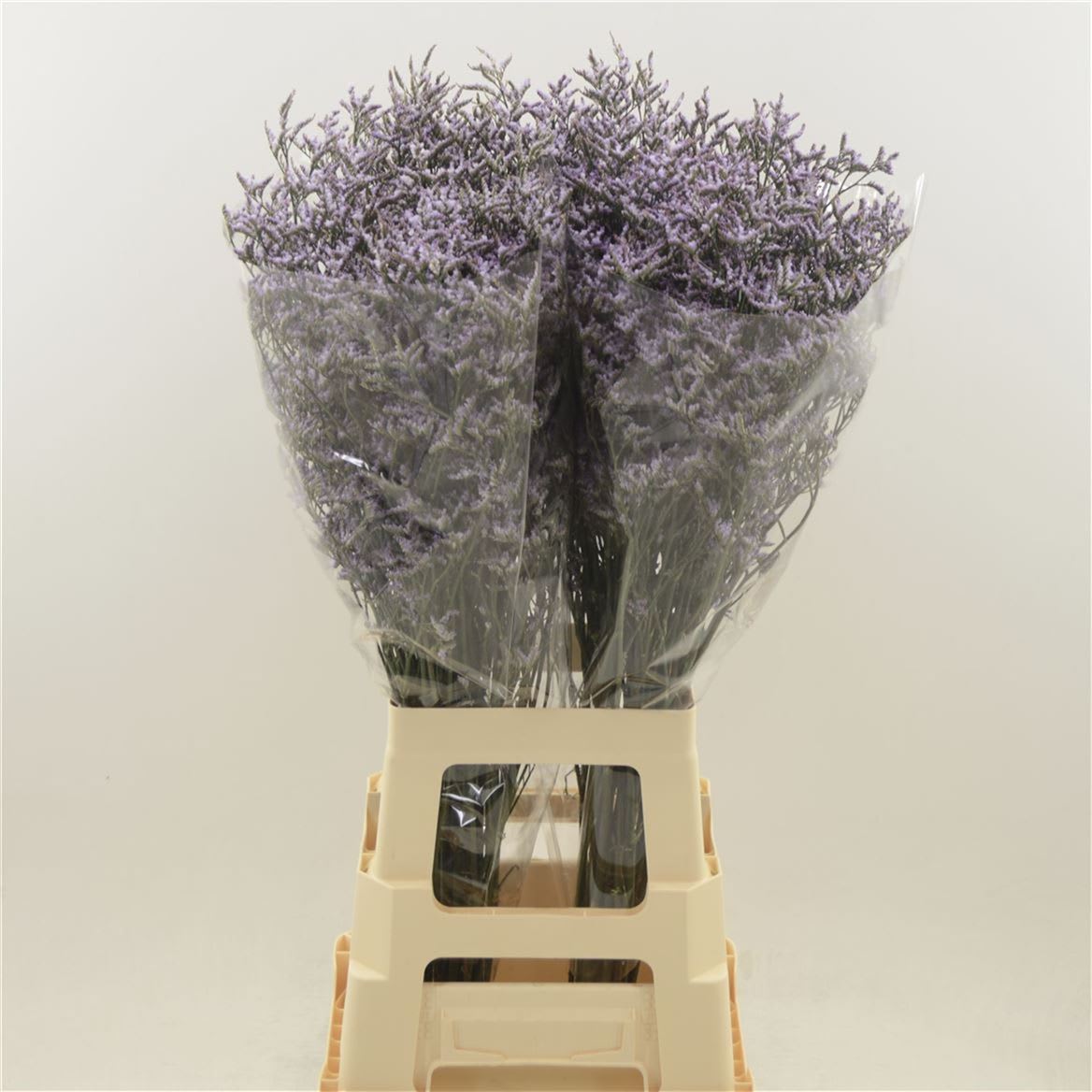 Срезанные цветы оптом Limonium safora lilac A от 50шт из Голландии с доставкой по России