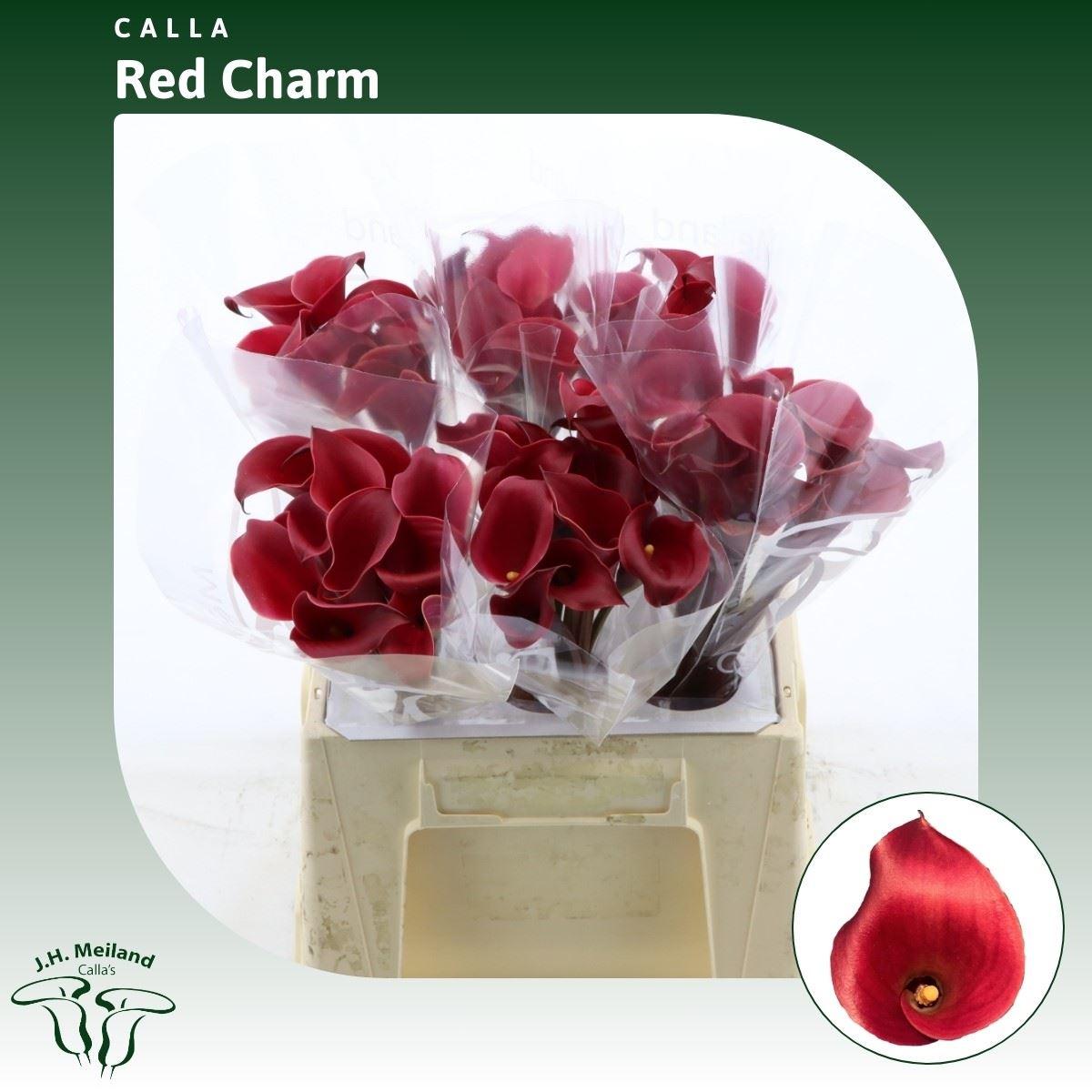 Срезанные цветы оптом Zantedeschia red charm от 60шт из Голландии с доставкой по России