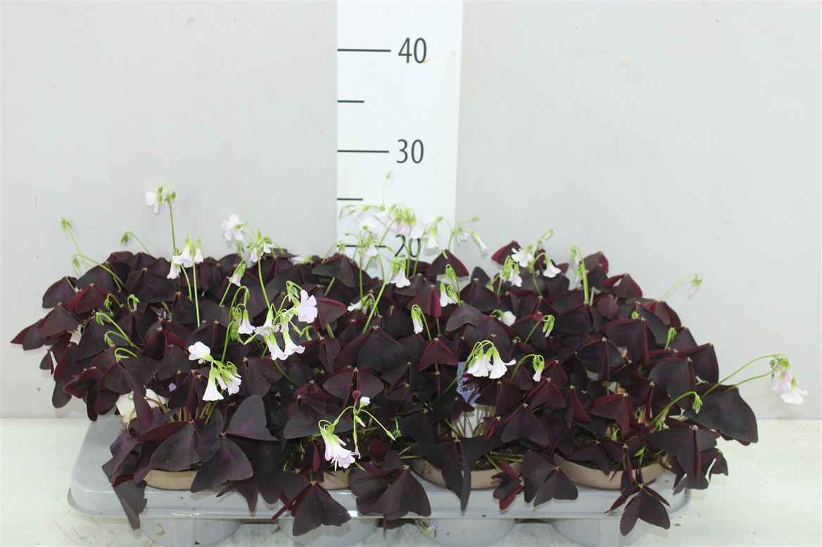 Горшечные цветы и растения оптом Oxalis Triangularis от 8шт из Голландии с доставкой по России