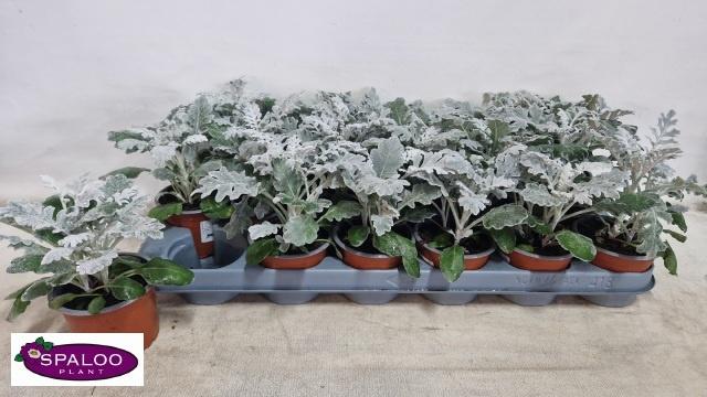 Горшечные цветы и растения оптом Jacobaea Maritima от 18шт (для телеги) из Голландии с доставкой по России