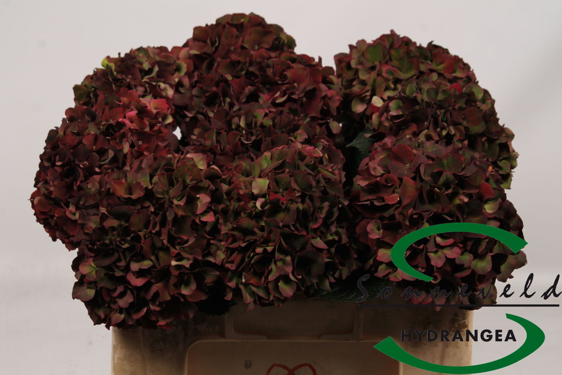 Срезанные цветы оптом Hydrangea mag ruby red classic от 10шт из Голландии с доставкой по России