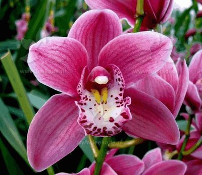 Срезанные цветы оптом Minicymbidium pink от 10шт из Голландии с доставкой по России