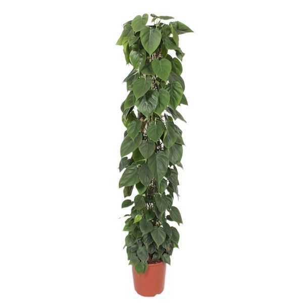 Горшечные цветы и растения оптом Philodendron Scandens Piramide от 1шт из Голландии с доставкой по России