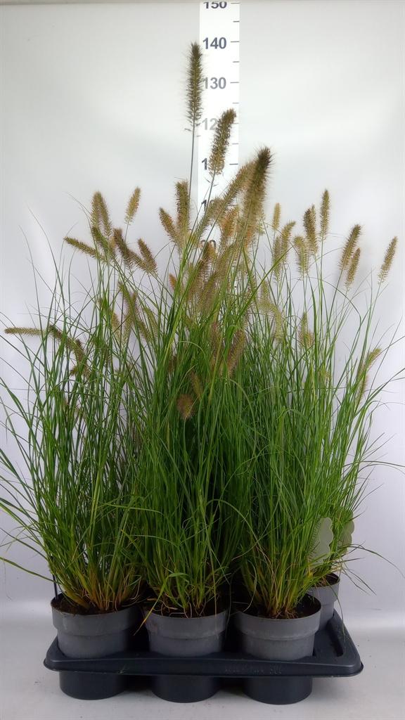 Горшечные цветы и растения оптом Pennisetum Alopec. hameln от 6шт из Голландии с доставкой по России