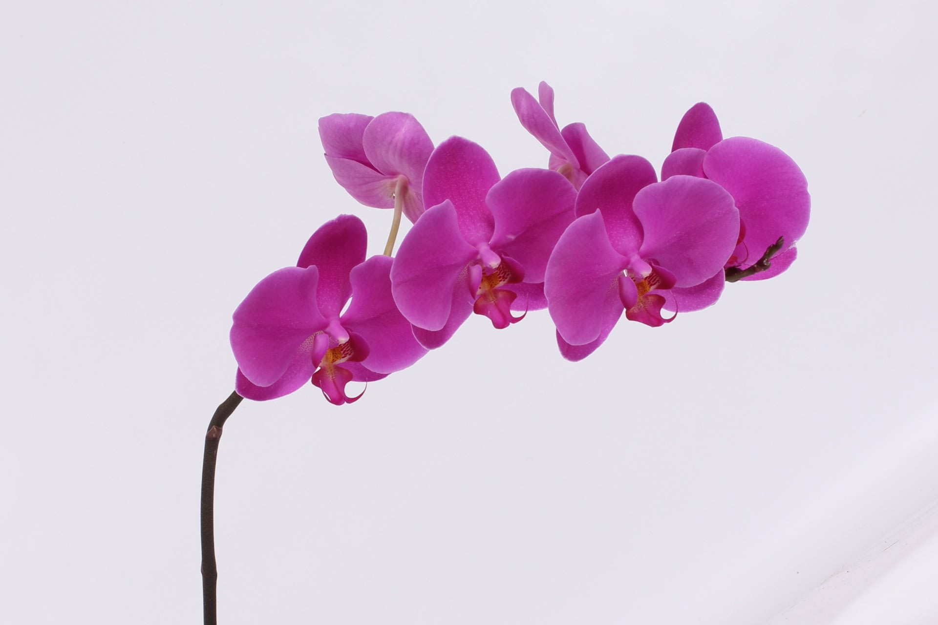 Срезанные цветы оптом Phalaenopsis chiangmai (per stem) от 24шт из Голландии с доставкой по России