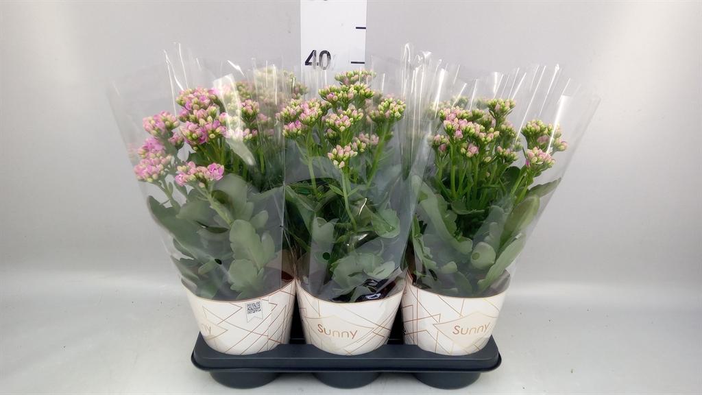Горшечные цветы и растения оптом Kalanchoe roseflow Graceful Pink от 6шт из Голландии с доставкой по России