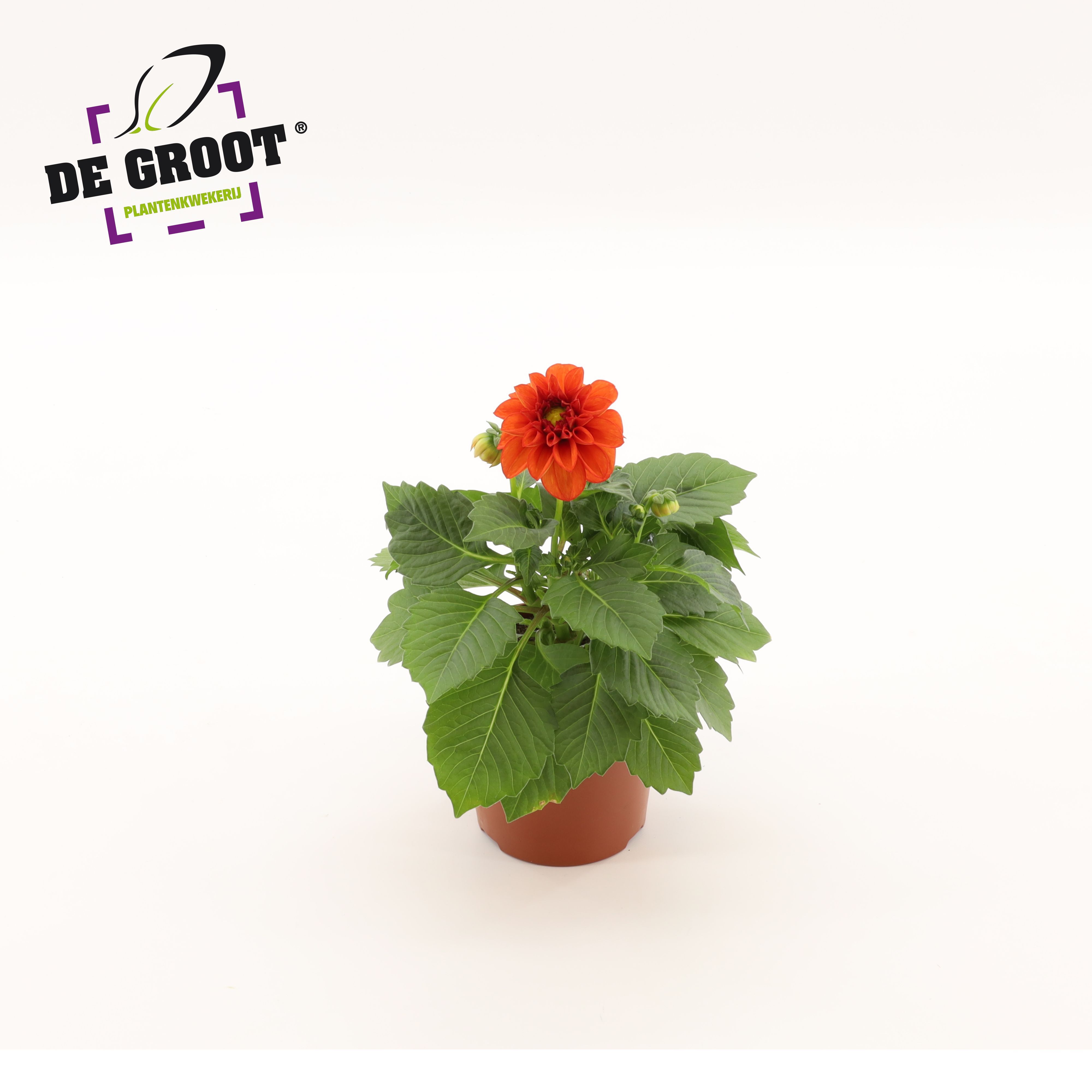 Горшечные цветы и растения оптом Dahlia Red от 8шт из Голландии с доставкой по России