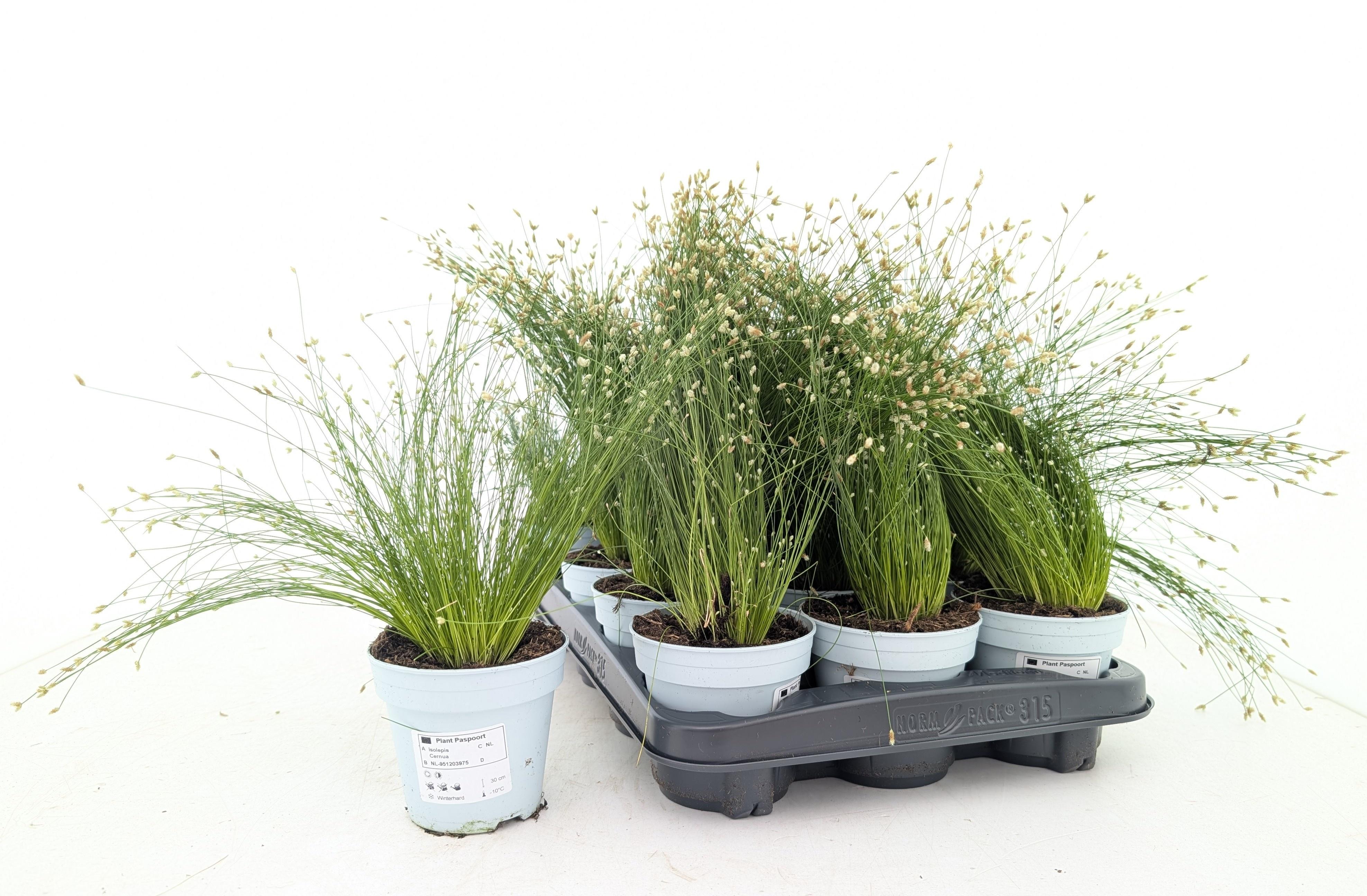 Горшечные цветы и растения оптом Isolepis Cernua от 15шт из Голландии с доставкой по России Горшечные цветы и растения оптом Isolepis Cernua от 15шт из Голландии с доставкой по России