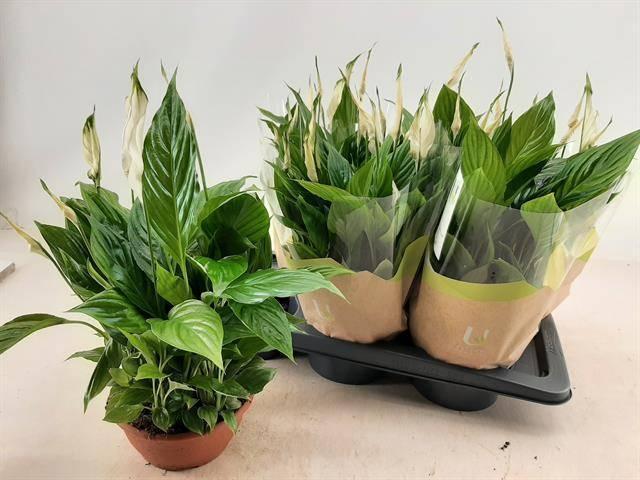 Горшечные цветы и растения оптом Spath Chopin (ultimo) от 6шт из Голландии с доставкой по России