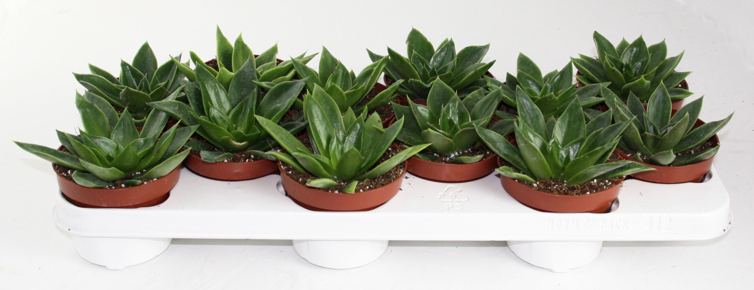 Горшечные цветы и растения оптом Echeveria Mexico от 9шт из Голландии с доставкой по России