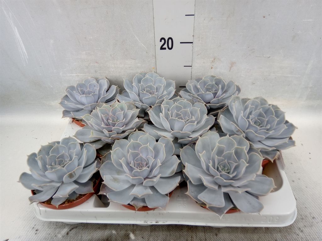 Горшечные цветы и растения оптом Echeveria Lilacina от 9шт из Голландии с доставкой по России