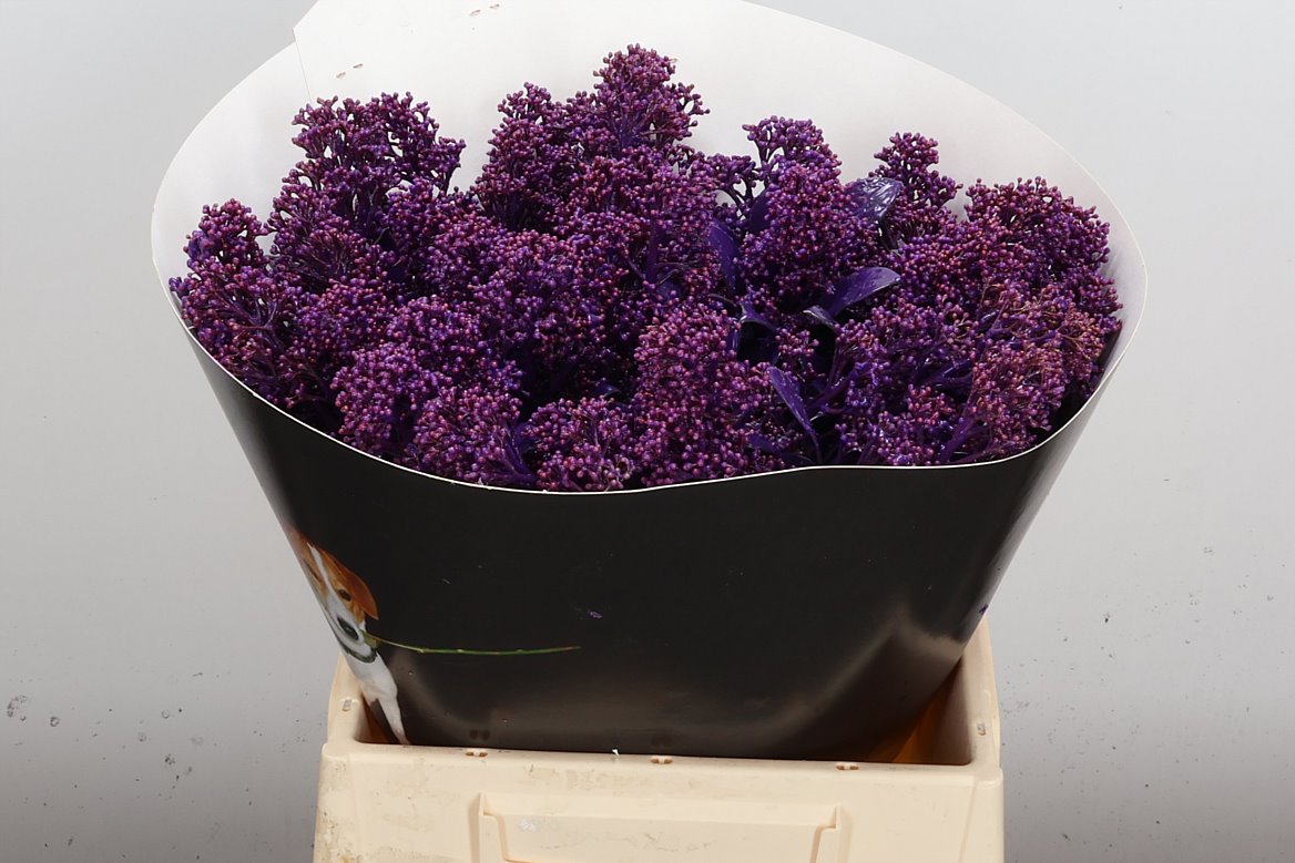 Срезанные цветы оптом Skimmia wax purple от 5шт из Голландии с доставкой по России