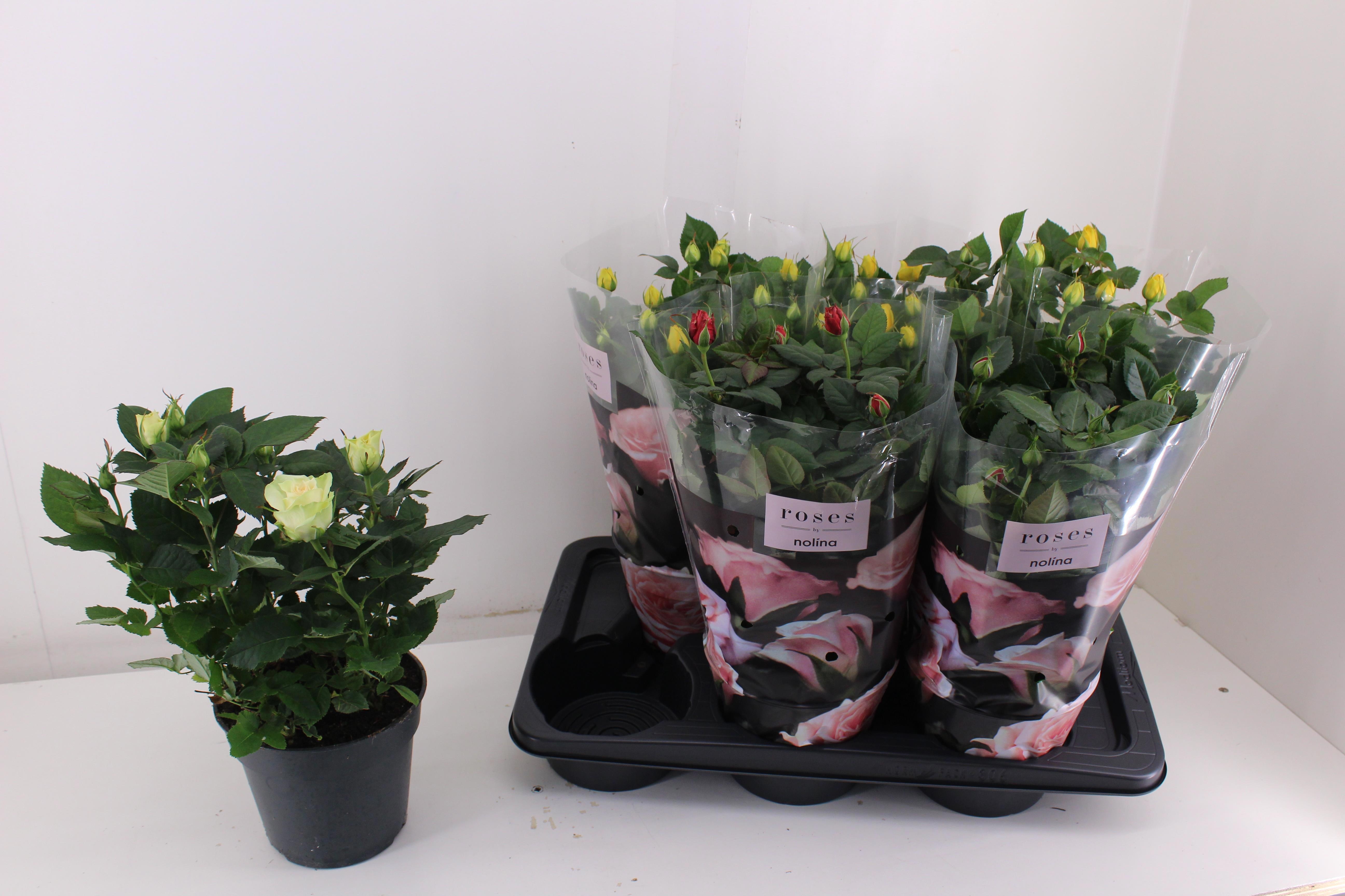 Горшечные цветы и растения оптом Ro Palace Gem 4 Srt от 6шт из Голландии с доставкой по России