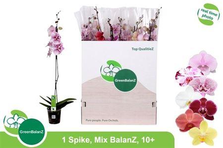 Горшечные цветы и растения оптом Phal Gem 1 Branche 10+ от 12шт из Голландии с доставкой по России