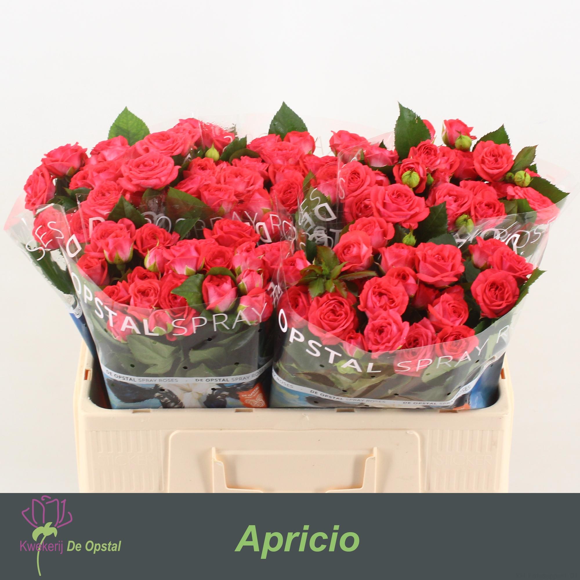 Срезанные цветы оптом Rosa spray apricio от 50шт из Голландии с доставкой по России