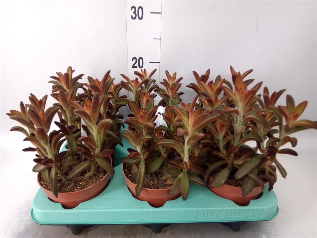 Горшечные цветы и растения оптом Kalanchoe Nf Tomentosa от 6шт из Голландии с доставкой по России