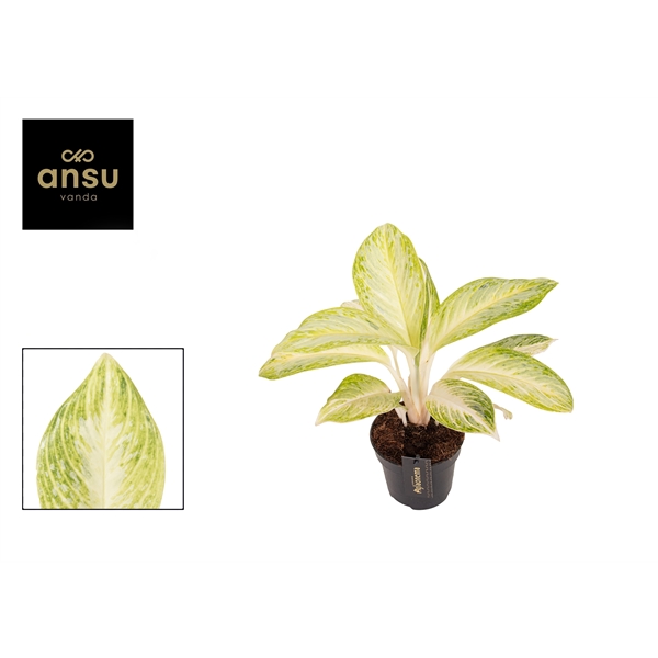 Горшечные цветы и растения оптом Aglaonema Arctic Lime от 6шт из Голландии с доставкой по России