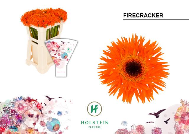 Срезанные цветы оптом Germini gerspider firecracker от 80шт из Голландии с доставкой по России