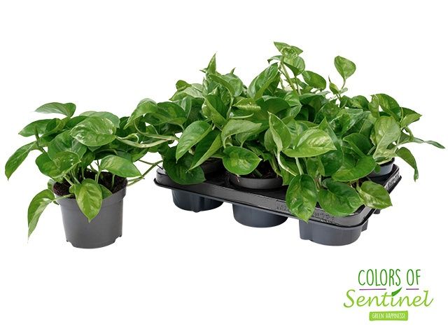 Горшечные цветы и растения оптом Epipr Global Green от 6шт из Голландии с доставкой по России