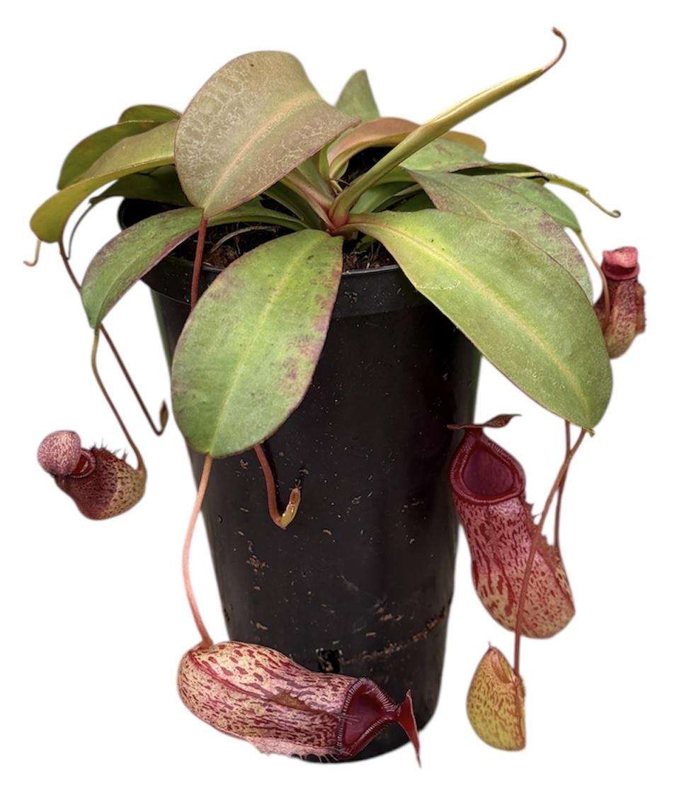 Горшечные цветы и растения оптом Nepenthes Monkey Jars Sam от 6шт из Голландии с доставкой по России