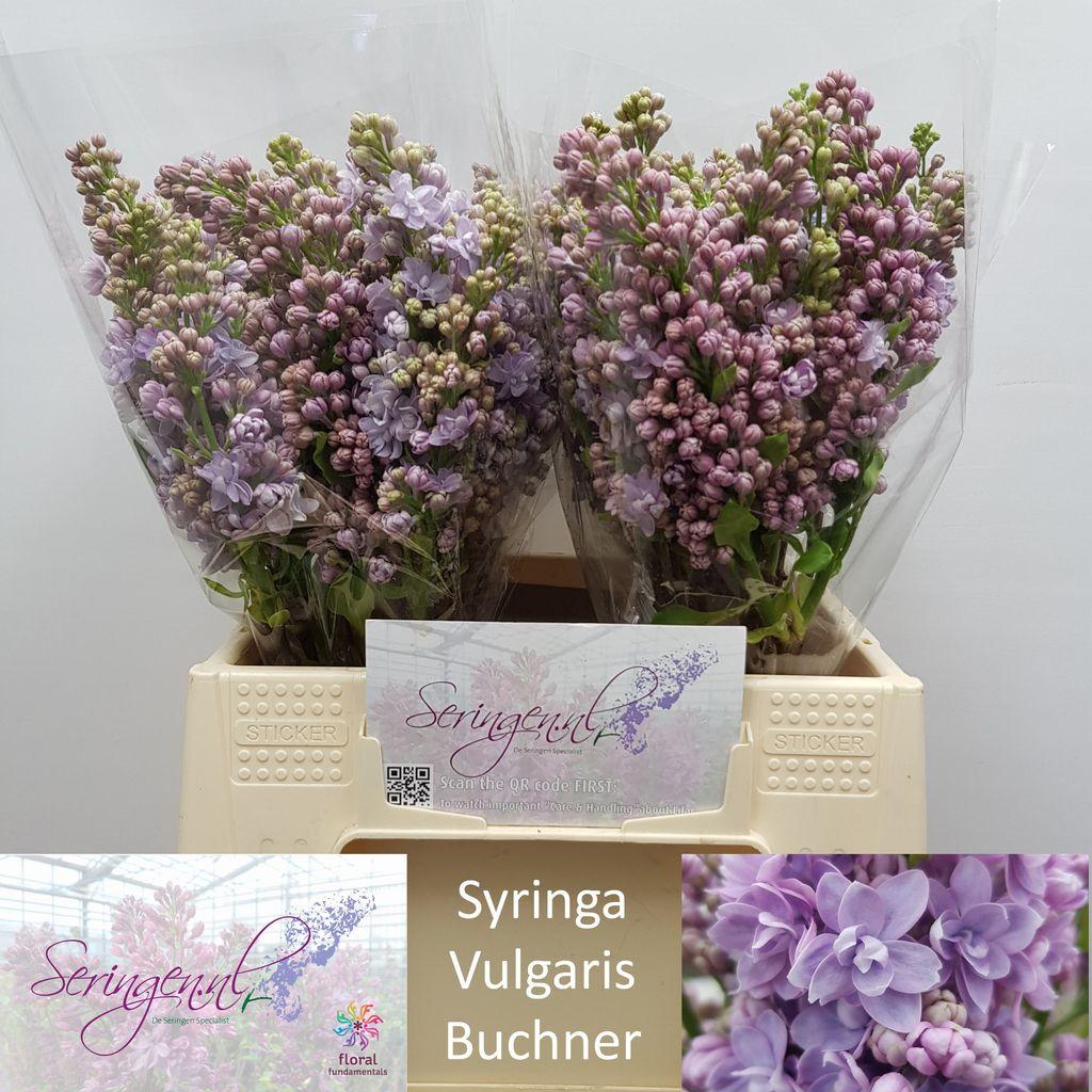 Срезанные цветы оптом Syringa michel buchner от 30шт из Голландии с доставкой по России